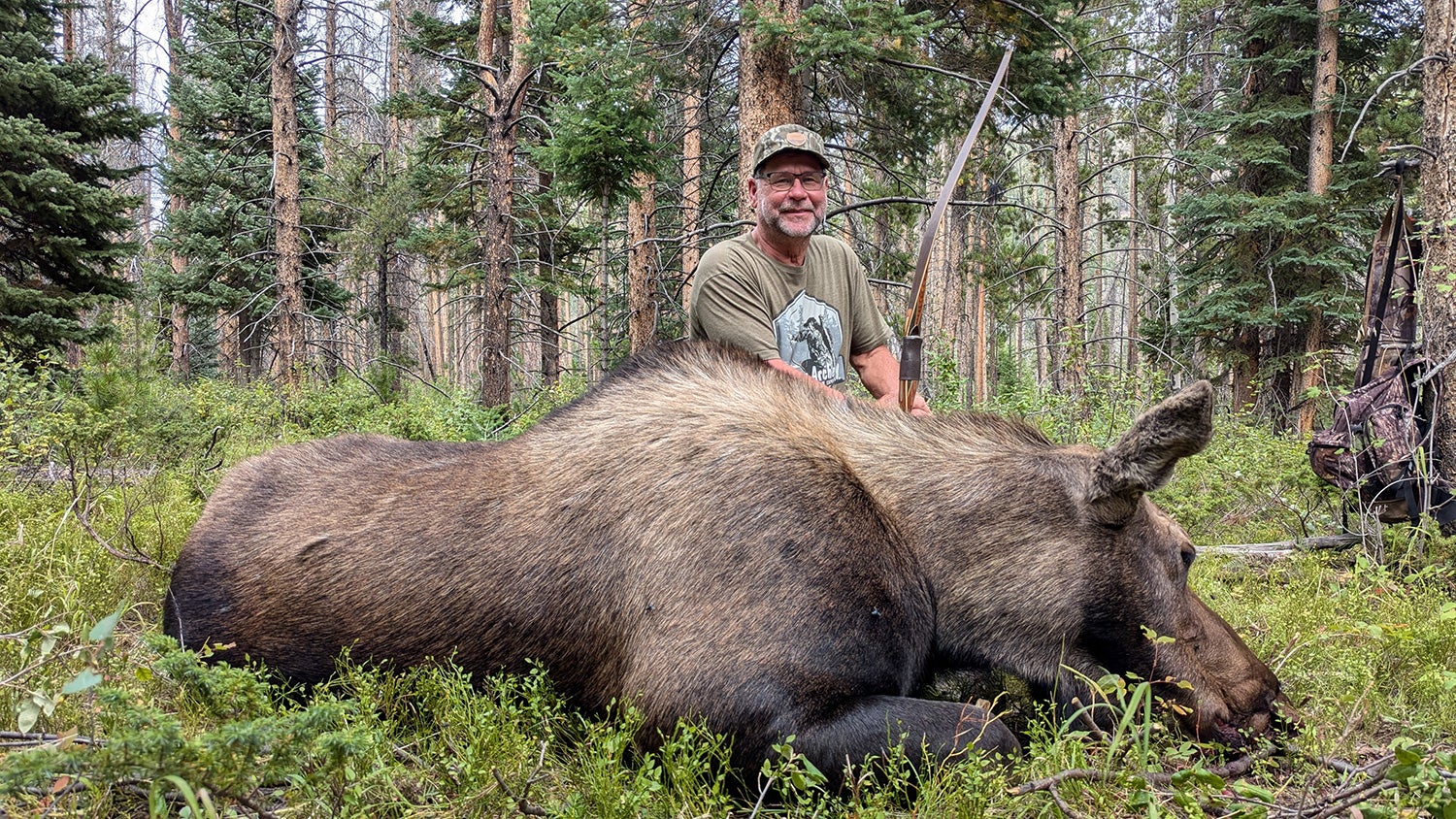 Dale takes a big Colorado cow moose with his 50# Tomahawk longbow.